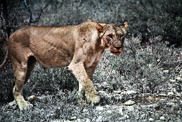 55447_SL_COLOR_LIONS_SUMBURU_KENYA_AFRICA_1989_20
