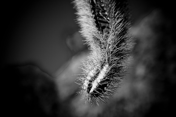 0031_La_Arizona_5L8Y5318