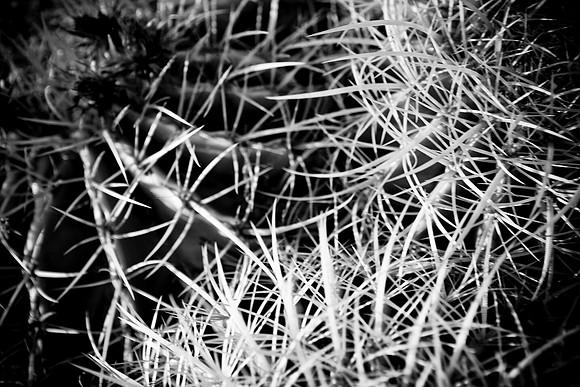 0031_La_Arizona_5L8Y5096