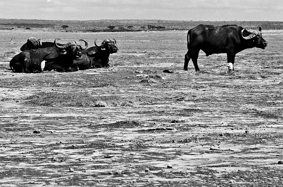 B3_82005_BW_194_New_Masa_Mara_Africa_89_20