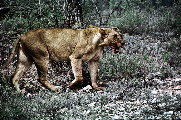 55444_SL_COLOR_LIONS_SUMBURU_KENYA_AFRICA_1989_20