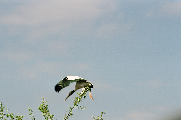 84694_EVERGLADES 33936__Azuley-R4-9A