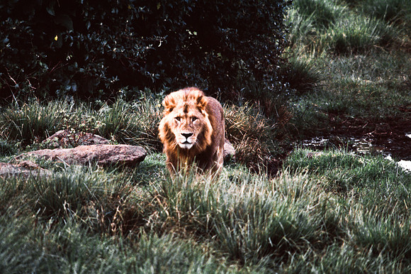 55458_SL_COLOR_LIONS_ABERDEN_KENYA_AFRICA_1989_5