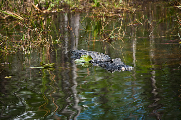 2528_EVERGLADES_MIAMI_FLORIDA_200903016_5L8Y2875