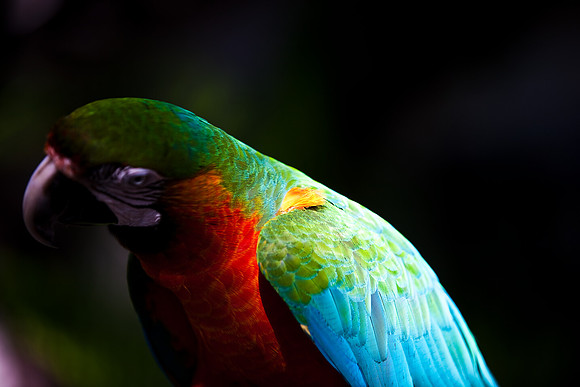 2903_DG_Island_Fisher_Birds_5l8Y_2942