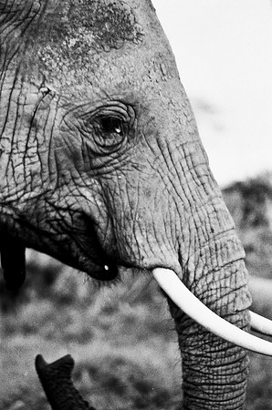 B3_82007_BW_194_New_Masa_Mara_Africa_89_23