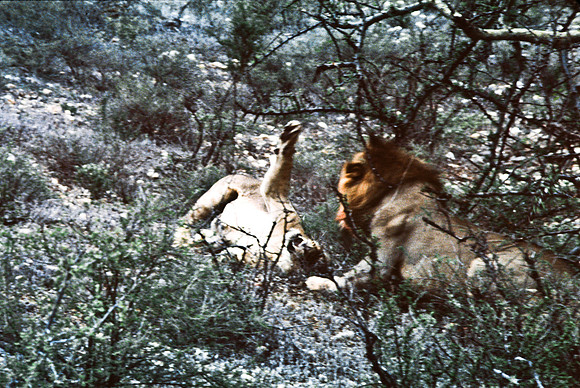 55447_SL_COLOR_LIONS_SUMBURU_KENYA_AFRICA_1989_10