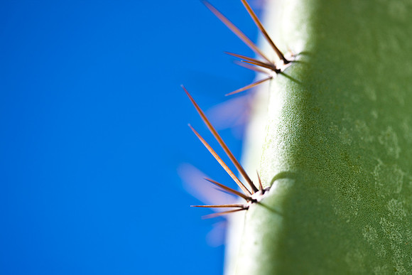 0031_DG_Cactus_Scottsdale_AZ_USA_2009_5L8Y5165