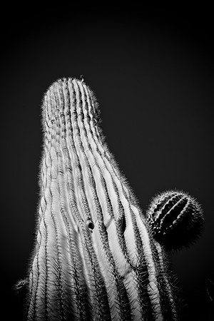 0031_La_Arizona_5L8Y5377