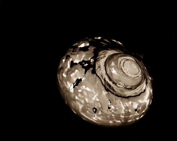 Shells_Flowers_489