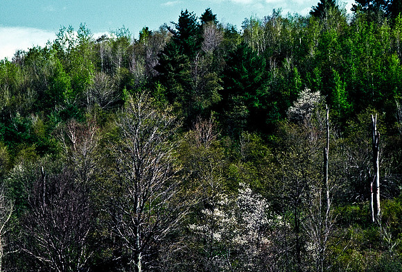 64036_B1_SL_COLOR_UP STATE_NY_86_05.jpg