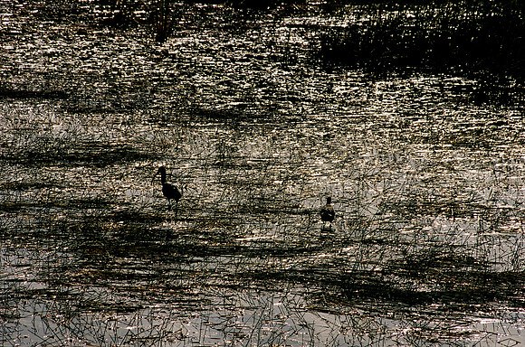 84694_EVERGLADES 33942__Azuley-R8-32