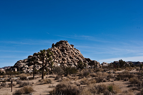 06646_DG_COLOR_JOSHUA_TREE_NAT_PARK_29_PALMS_CALIFORNIA_CA_USA_2007_ZV4N_430