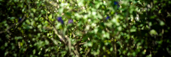 2527_EVERGLADES_MIAMI_FLORIDA_AOM_20090315__A0M1199