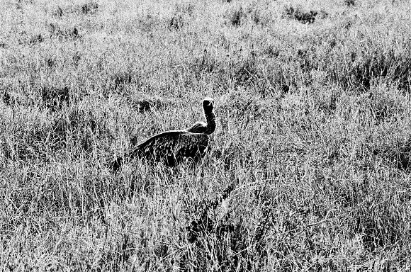 B3_82004_BW_194_Lion_Safari_Africa_89_11