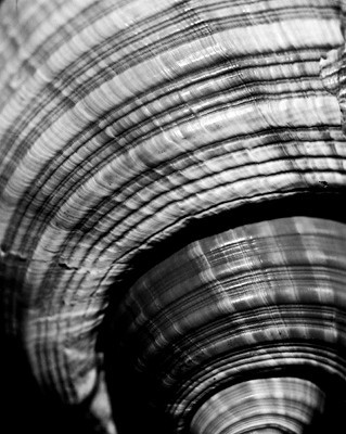 42426_FM_4X5_BW_GIANT_TUM_FL_04_24
