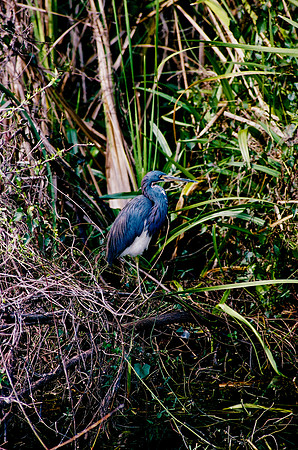 84694_EVERGLADES 33940__Azuley-R6-16A