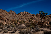 36377_DG_COLOR_JOSHUA_TREE_NATL_PARK_29_PALMS_CALIFORNIA_CA_USA_2007_ZV4N_1331