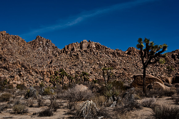 36377_DG_COLOR_JOSHUA_TREE_NATL_PARK_29_PALMS_CALIFORNIA_CA_USA_2007_ZV4N_1331