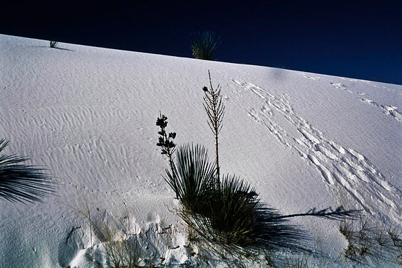 47895_B16_SL_COLOR_LA_MESILLA0_TO_WHITE_SOUNDS_NAT_MNY_HWY20_NM_97_3111.jpg