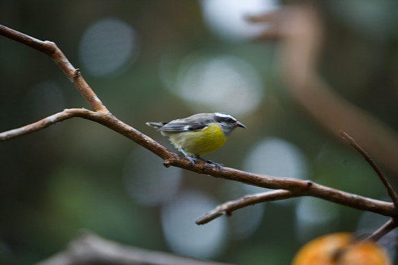 85548_ZV4N_7467-256_Miami_To_Sanibel_Island_FL_USA_Sanibel_FL_USA