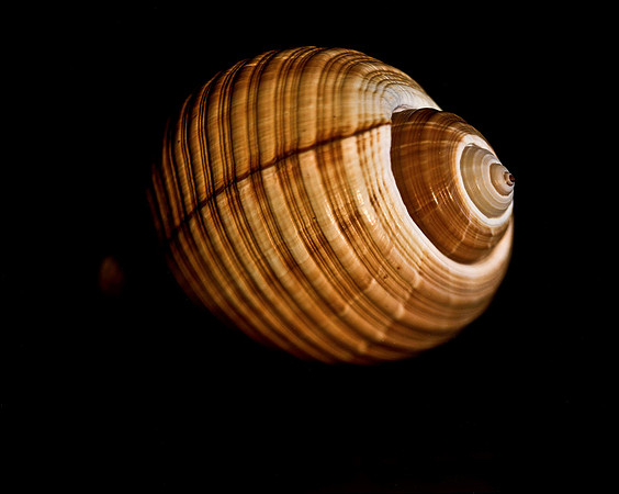 42461_FM_4X5_COLOR_GIANT_TUM_SHELLS_FL_04_01.jpg