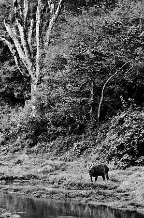 B3_82008_BW_194_New_Amboseli_Africa_89_3