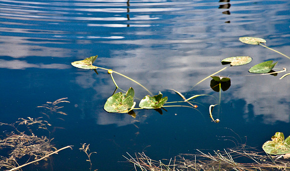 2527_EVERGLADES_MIAMI_FLORIDA_AOM_20090315__A0M1181
