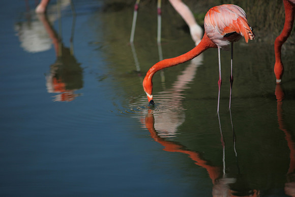 4975_DG_Fisher_Flamingos_Miami_FL_2010_IMG_0017