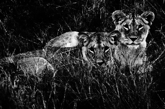 55460_SL_COLOR_LIONS_MOUNT_KENYA_AFRICA_1989_2