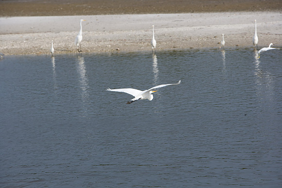 85545_ZV4N_7198_Miami_To_Sanibel_Island_FL