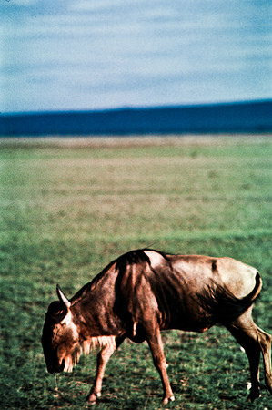 55397_SL_COLOR_BUFFALO_WILDBEAST_KILIMANJARO_KENYA_AFRICA_1989_3