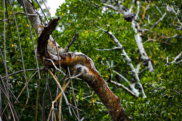 85531_20080322-ZV4N7383_Miami_To_Sanibel_Island_Florida_Everglades_FL_USA