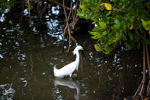 85531_20080322-ZV4N7319_Miami_To_Sanibel_Island_Florida_Everglades_FL_USA