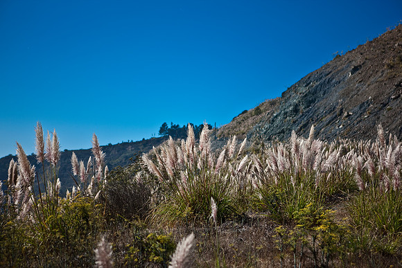 20080904_DVD25_DG_USA_Los_Olivos_CA_4900_full_blead