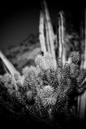 0031_DG_Cactus_Scottsdale_AZ_USA_2009_5L8Y5217