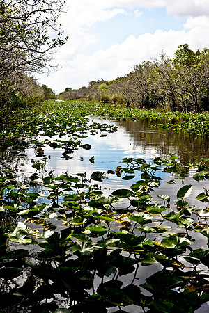 2528_EVERGLADES_MIAMI_FLORIDA_200903016_5L8Y2747
