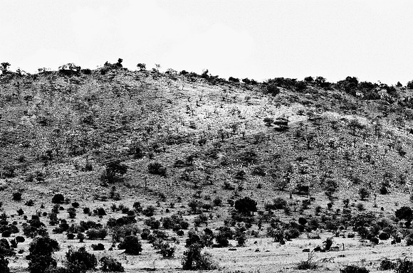 B3_82003_BW_194_New_Sarengety_Africa_89_16