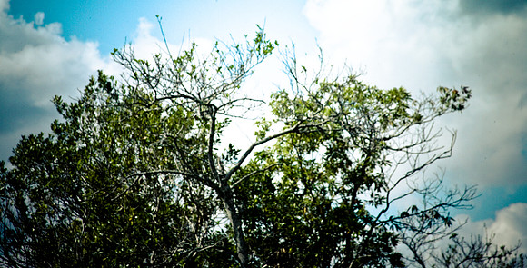 2527_EVERGLADES_MIAMI_FLORIDA_AOM_20090315__A0M1222