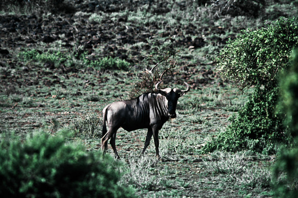 55397_SL_COLOR_BUFFALO_WILDBEAST_KILIMANJARO_KENYA_AFRICA_1989_7