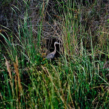 84694_EVERGLADES 33932_AZ1207-R4-E041