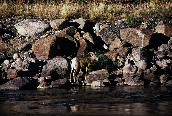 47438_B5_SL_COLOR_SALIDA_5_POINT_SPEEDING_COLORADO_WY_97_02.jpg
