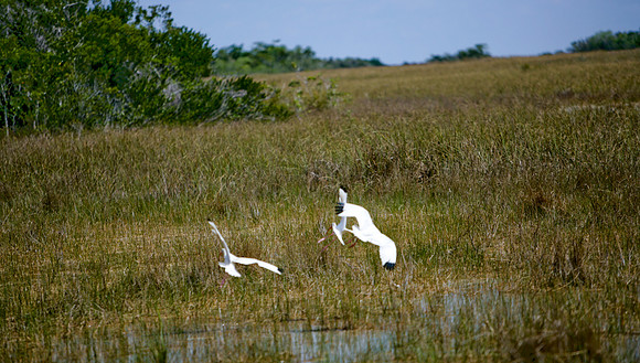 84673_ZV4N_1442_Everglades_Shark_Valley_FL_USA