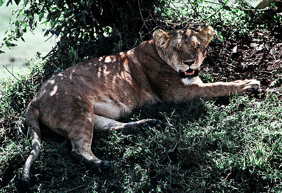 55454_SL_COLOR_LION_KILL_SUMBURU_KENYA_AFRICA_1989_13