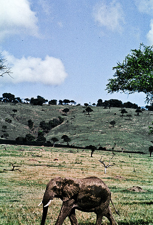 55392_SL_COLOR_ELEPHANTS_MASAI_KENYA_AFRICA_1989_16