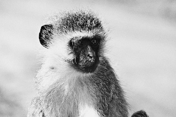 B3_82005_BW_194_New_Masa_Mara_Africa_89_28