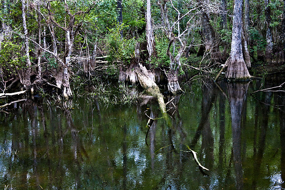2527_EVERGLADES_MIAMI_FLORIDA_AOM_20090315__A0M1384