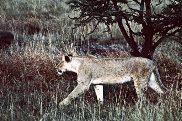 55464_SL_COLOR_LIONS_MASAI_KENYA_AFRICA_1989_5