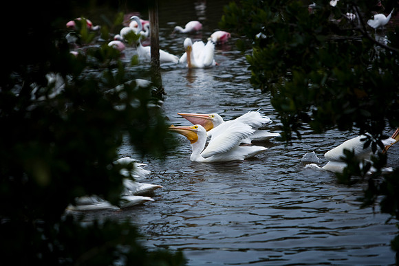 85547_ZV4N_7330-119_Miami_To_Sanibel_Island_FL