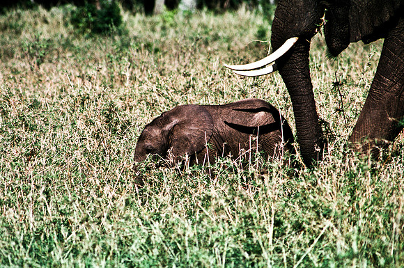 55392_SL_COLOR_ELEPHANTS_MASAI_KENYA_AFRICA_1989_10